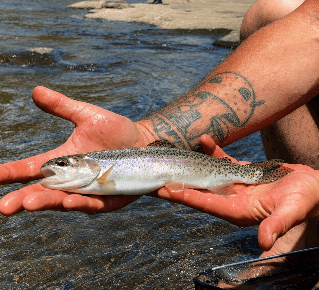 Close view of a trout caught in a Lesotho highland river